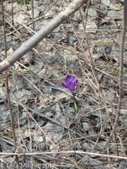 Crocus vernus