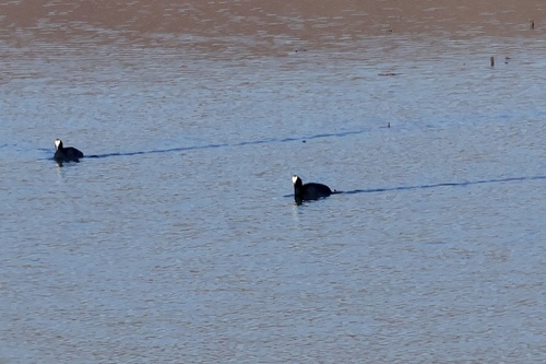 iNaturalist: (c) MFC, some rights reserved (CC BY-NC), uploaded by MFC iNaturalist image