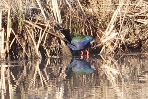 iNaturalist image