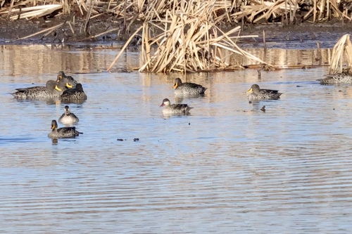 iNaturalist image
