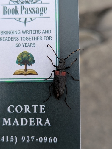 Red-shouldered Pine Borer
