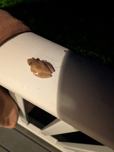 Spring Peeper observed by sci_howell
