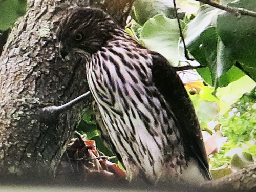 Cooper's Hawk observed by thomas_dingle