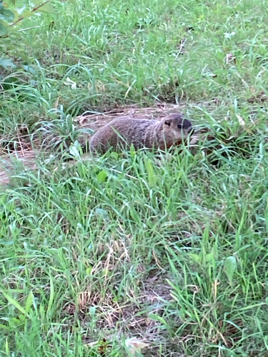 marmotte commune observed by bartuc
