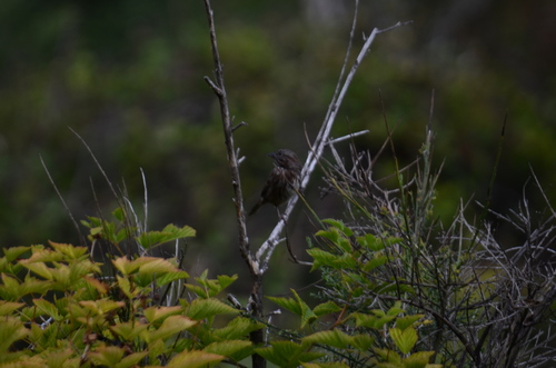 Song Sparrow observed by liamsteele