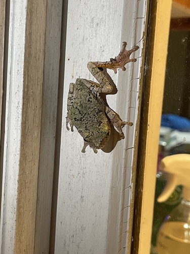 Grey Treefrog observed by bharkness