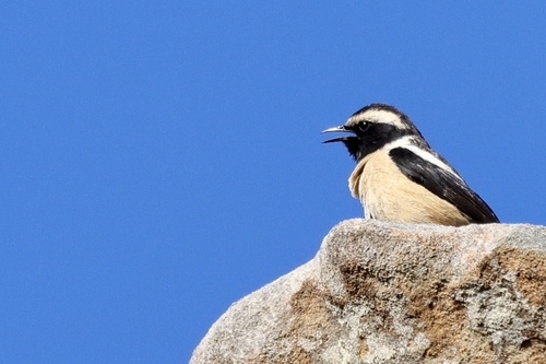 iNaturalist image