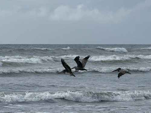 Brown Pelican observed by serendipidae