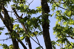Vireo gilvus