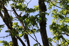 Vireo gilvus