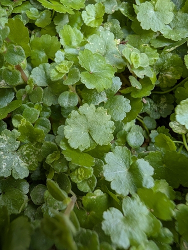 Sibthorp's Pennywort