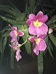 Miltoniopsis
