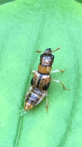 Oxyporus vittatus