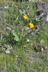 Balsamorhiza serrata