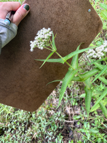 common boneset