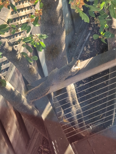 Eastern Fox Squirrel observed by reynman