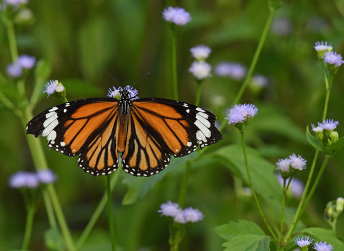 Common Tiger Butterfly