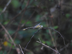 Paragomphus lineatus