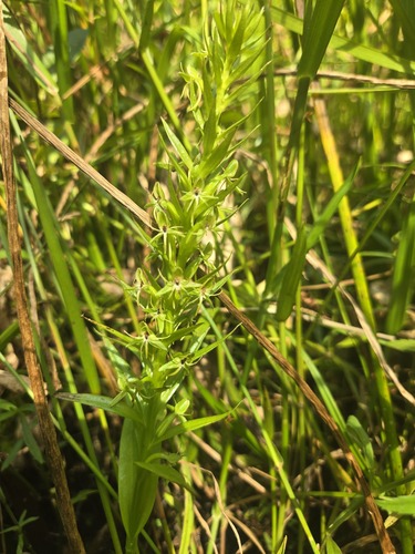 Habenaria repens, photograph 3
