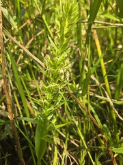 (c) Jody Shugart, some rights reserved (CC BY) Habenaria repens, photograph (c) Jody Shugart, some rights reserved (CC BY)