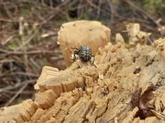 Cypherotylus californicus
