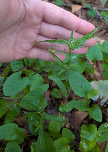 Dichanthelium lanuginosum, 2026-09-01