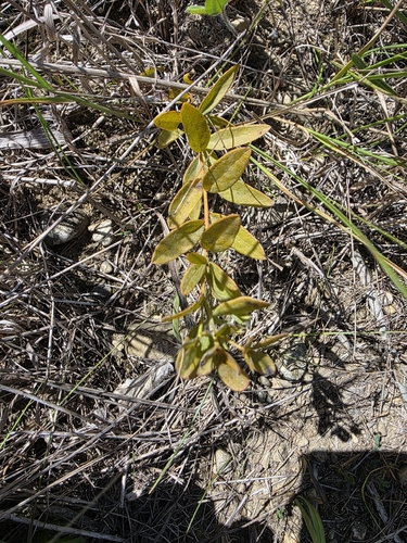 bastard toadflax