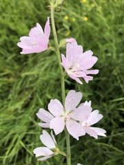 Sidalcea campestris