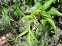 Erpetogomphus