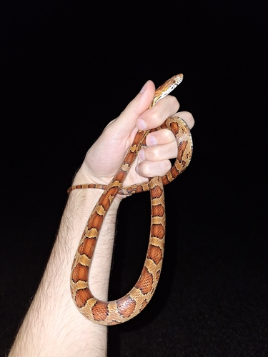 Red Cornsnake observed by anthony_damiani