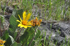 Balsamorhiza serrata