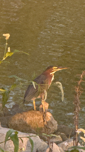 Green Heron observed by freshcoconut