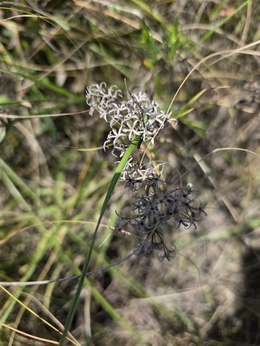 prairie phlox