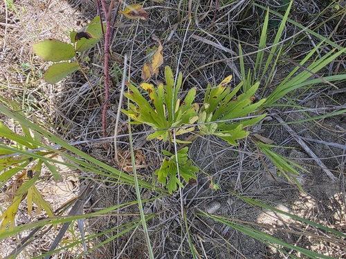 Prairie Violet