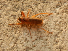 Nesoecia nigrispina