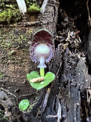 veined helmet-orchid