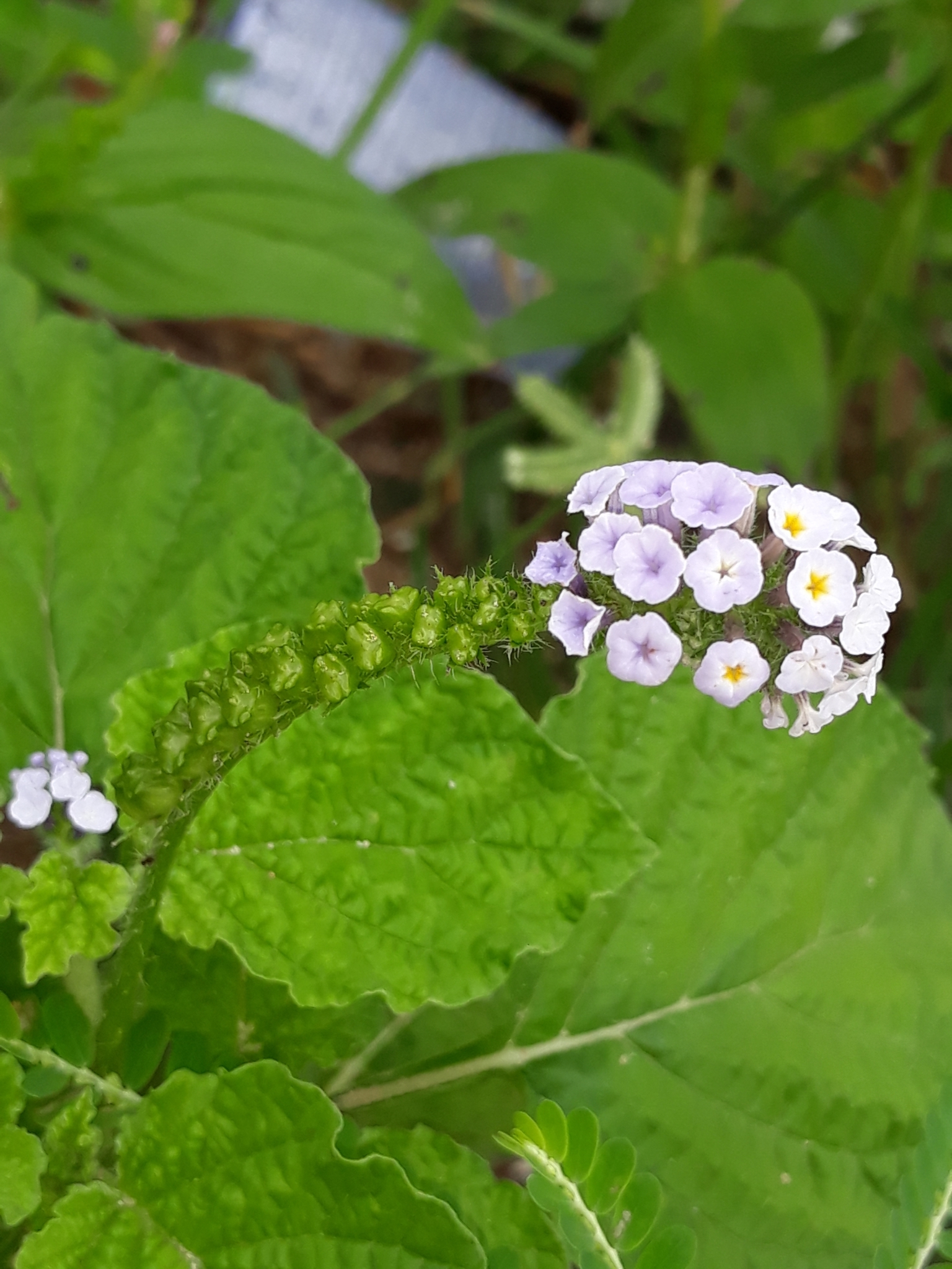 Heliotropium elongatum