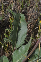 Balsamorhiza serrata