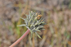Balsamorhiza serrata