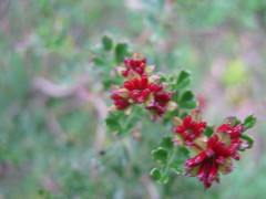 Dodonaea humilis