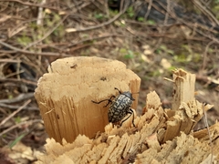 Cypherotylus californicus