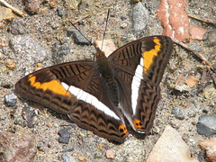 Adelpha corcyra