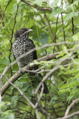 Eudynamys scolopaceus