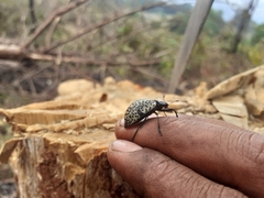 Cypherotylus californicus