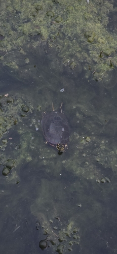 Painted Turtle observed by blueflor99