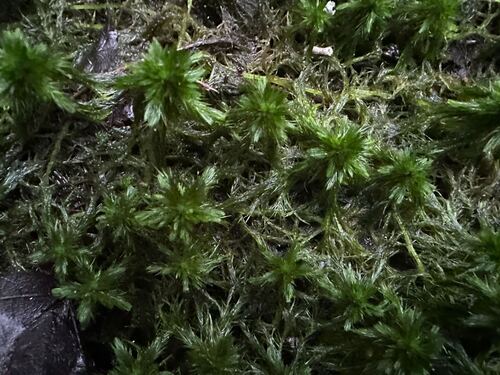 Sphagnum torreyanum, 2026-08-21