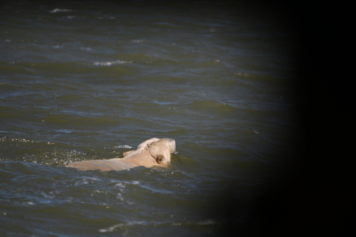 Black Bear sighting near Division No. 23, MB