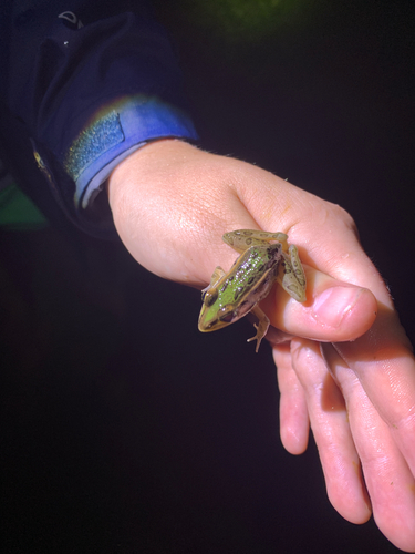 Southern Leopard Frog observed by michael54682