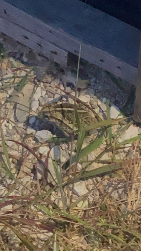 Gulf Coast Toad