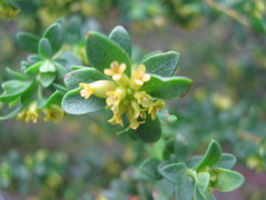 Pimelea serpyllifolia serpyllifolia